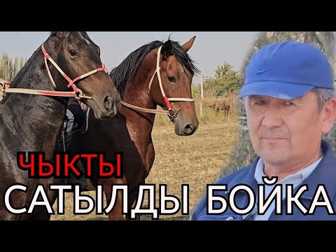 Видео: САТЫЛЫП КЕТТИ БОЙКА