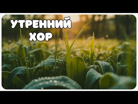 Видео: Природный утренний хор — Ambient музыка для расслабления