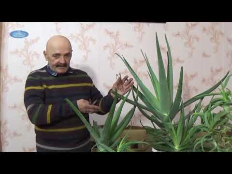 Видео: Алоэ Вера - очень важное растение в нашей жизни!