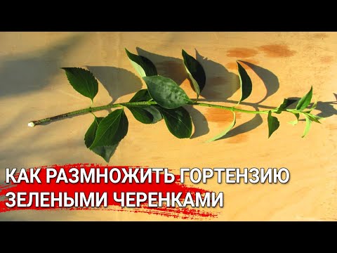 Видео: Как размножить гортензию зелеными черенками