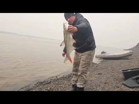 Видео: Рыбалка на резинку на реке Амур. 02.05.2024г.
