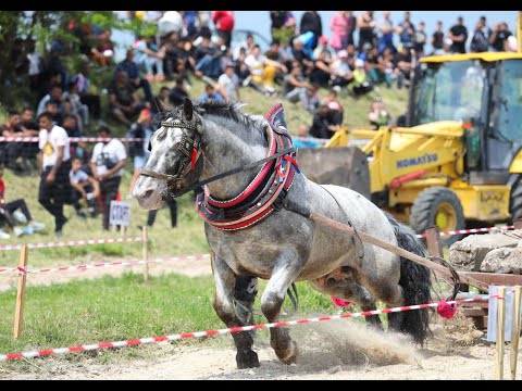 Видео: Крива бара, община Брусарци с традиционен турнир по надтегляне с коне от тежковозни породи