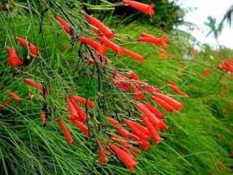 Видео: Русселія Хвощевидна. Догляд, огляд