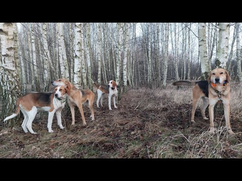 Видео: Отличная работа гончих по зайцу. Данилюк Олег Михайлович
