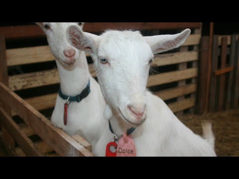 Видео: Ешкіні қалай дұрыс тарау, Жем жасау. Козоводство.|How to properly comb a goat ,make feed