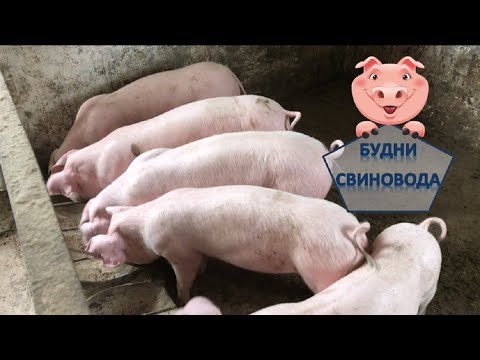 Видео: Чесотка// подкожный клещ// как лечить чесотку у свиней