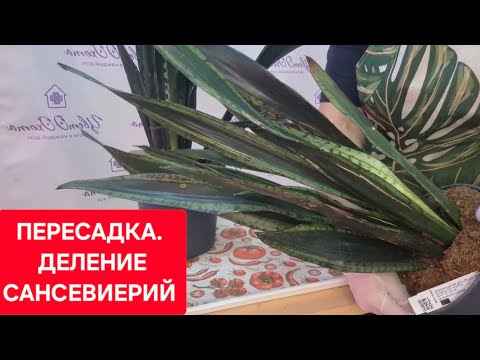 Видео: Пересадка и деление 3сортов САНСЕВИЕРИЙ. Видео от 17 июня 2025г.