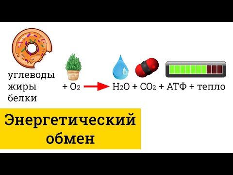 Видео: Энергетический обмен, гликолиз