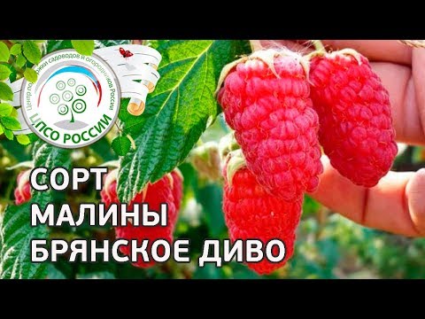 Видео: Сорт малины Брянское диво.  Ремонтантная малина Брянское диво, описание и особенности сорта.