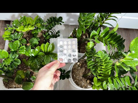 Видео: СРОЧНО в ФЕВРАЛЕ СДЕЛАЙ ЭТО с ЗАМИОКУЛЬКАСОМ и даже ЧАХЛЫЙ БУДЕТ РАСПИРАТЬ ГОРШОК!