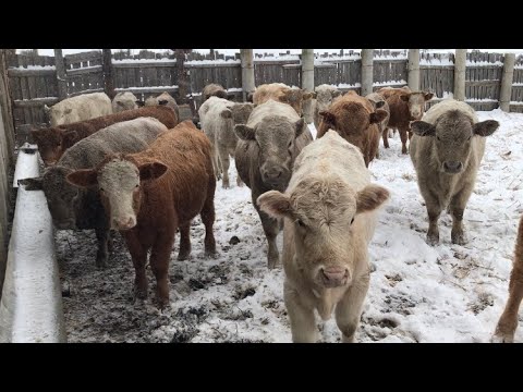 Видео: Второй месяц откорма бычков