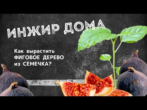 Видео: Как вырастить фиговое дерево из семечка? | ИНЖИР ДОМА
