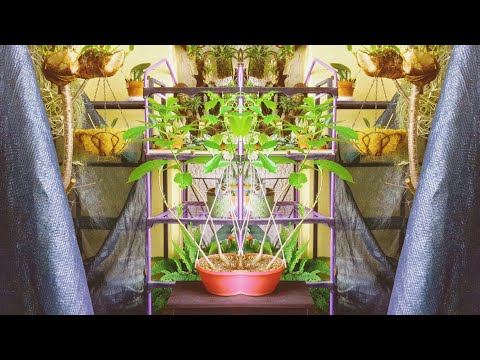 Видео: Баобабы,баобабы....🤔Баобабы?!!!!!!🤣🤣🤣