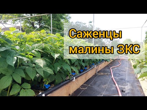 Видео: Саженцы малины ЗКС готовы к продаже