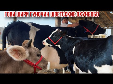 Видео: Навори нав фермаи Охунбобо 7 октября 2025 г.
