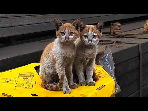 Видео: Бездомная кошка-мама оставила двух котят на фабрике