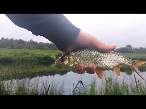 Видео: Ловля ТРОФЕЙНОЙ ПЛОТВЫ на ПОПЛОВОК! РЫБАЛКА в АВГУСТЕ.