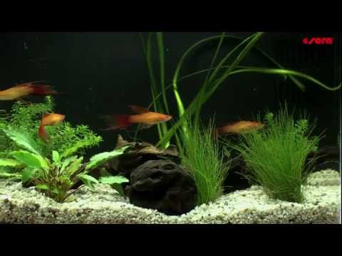 Видео: Справочник: Как да създадем аквариум