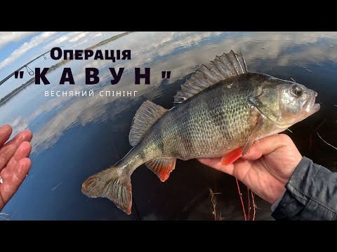 Видео: Весняні ОКУНІ на ДНІПРІ. Полювання на кавунів