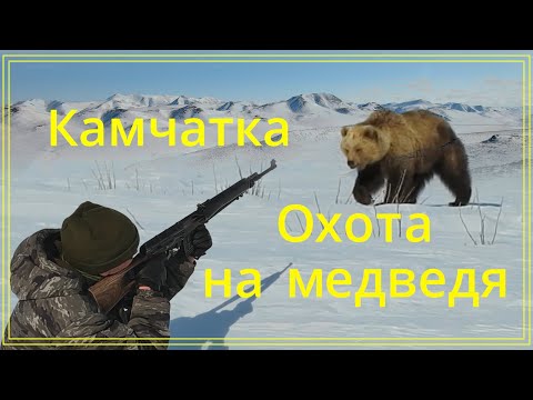 Видео: Добыли двух медведей. Охота на медведя. Камчатка. Bear hunting. Kamchatka.