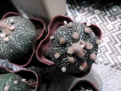 Видео: Астрофитум астериас, внешний вид. Astrophytum asterias.
