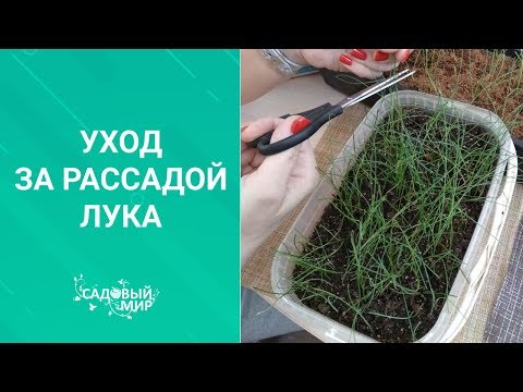 Видео: Уход за рассадой лука Эксибишен и Порей. Стрижка и подкормка..