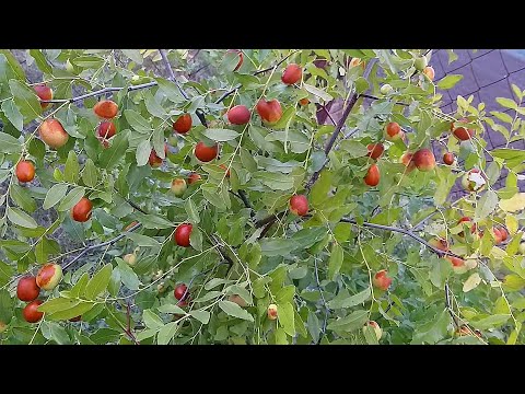 Видео: Аптека на даче,Зизифус.