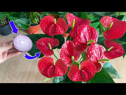 Видео: Пожалуйста, сделайте это срочно! Антуриум будет цвести как сумасшедший и давать много корней.