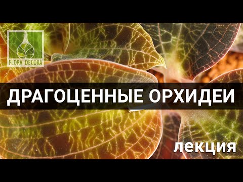 Видео: Драгоценные орхидеи (лекция)