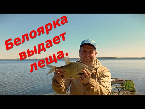 Видео: Белоярка выдает леща!!!