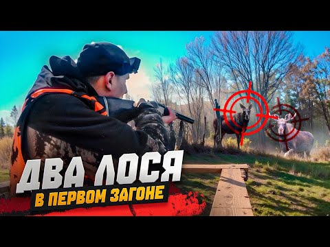Видео: Охота на ЛОСЯ 2025🔥Взяли двух ЛОСЕЙ за 12 минут охоты‼️