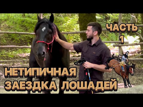 Видео: Нетипичная заездка лошадей. Часть 1