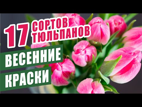 Видео: ВЕСЕННИЕ КРАСКИ. 17 СОРТОВ ТЮЛЬПАНОВ, которые порадовали и меня, и моих соседей)