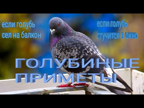 Видео: Голубь. Сел на балкон или стучит в окно.
