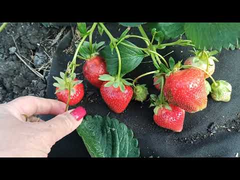 Видео: Обзор земляники НСД - Вивара! Омск, 19.06.2022г.