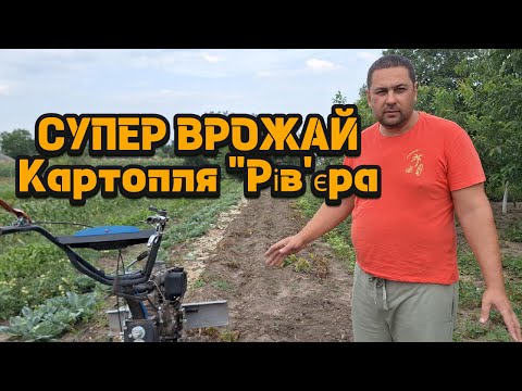 Видео: Копаю картоплю "Рів'єра" саморобною картоплекопалкою з ґрунтозачіпами — Тест урожаю!