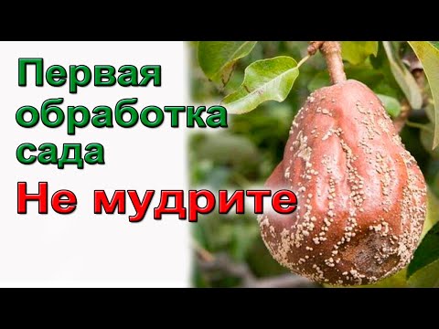 Видео: Первая обработка сада.  Не мудрите