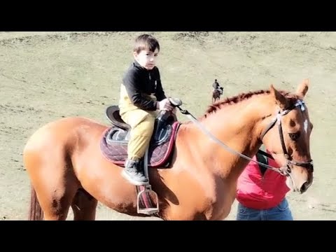 Видео: Бузкаши н.Темурмалик д.Муродбахш 08_02_2025