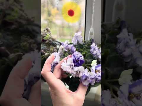 Видео: 7 ноября 2025 г.