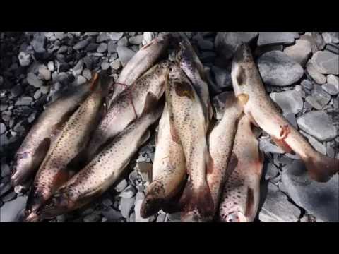 Видео: Ловим форель в горной реке . Река Урух. ч 1