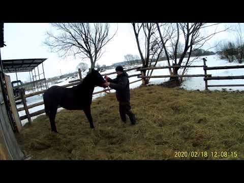 Видео: Процесс заездки в Казахстане // приучаю к поводу жеребенка