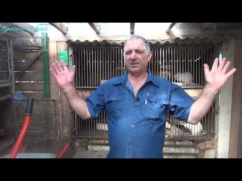 Видео: НУ ВОТ И ВСЁ Нутрия разведение и содержание Просто Андрей