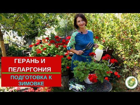 Видео: Как сохранить герань и пеларгонию зимой//Подготовка к зимовке