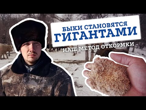 Видео: ПОСТАВИЛИ БЫКОВ НА ОТКОРМ 🐂 Наш метод выращивания молодняка