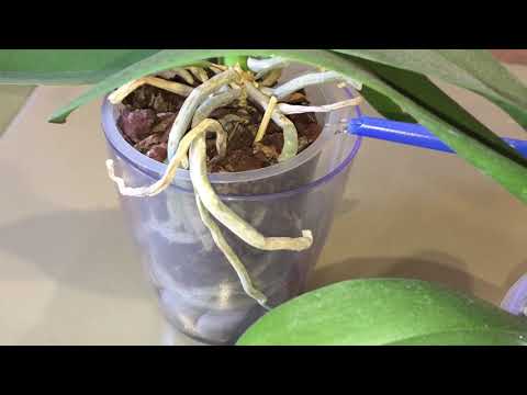 Видео: СКОЛЬКО РАЗ ОРХИДЕЮ ПОЛИВАТЬ В НЕДЕЛЮ после покупки в магазине до пересадки