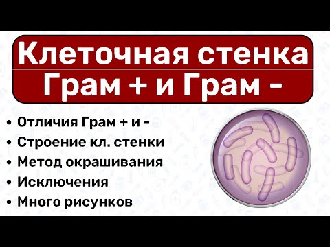 Видео: Клеточная стенка бактерий: Грам + и Грам -, окраска по Граму / Микробиология