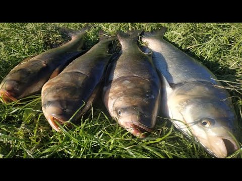 Видео: НОВАЯ СНАСТЬ НА ТОЛСТОЛОБА! ЛОВЛЯ ТОЛСТОЛОБА! рыбалка на толстолобика
