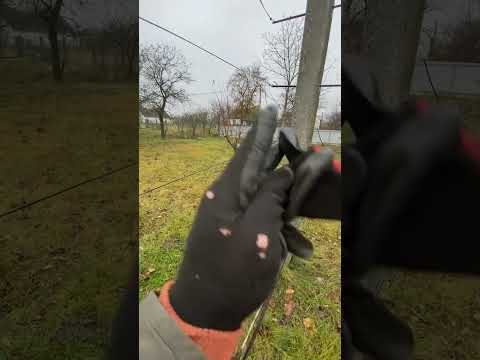 Видео: Підготовка до вкривання винограду. Як ми робимо у себе на ділянці. @Dmytro_Radkevych 