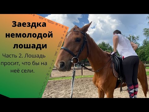Видео: Заездка молодой лошади. Часть 2. Морковь, стремя, седло, нервы))