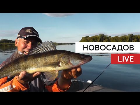 Видео: НовосадовЛайв. Джиг на поролонку.